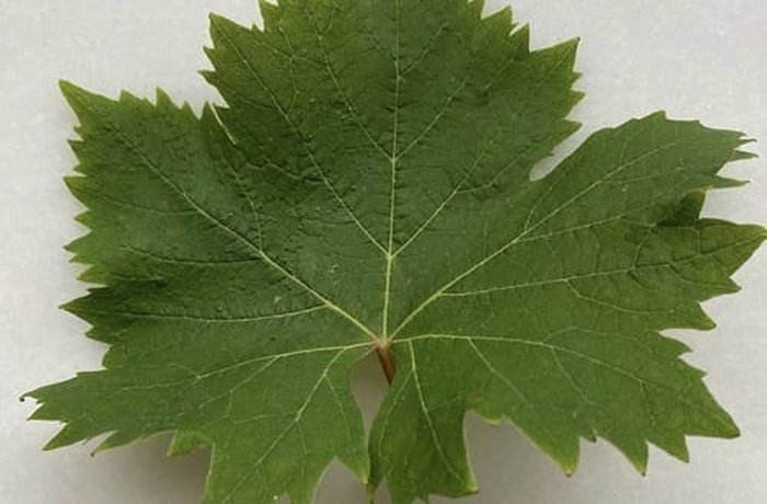 Fresh grape vine leaves used to flavor the beeswax chicha while it boils