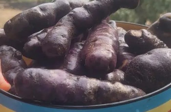 A variety of native Chilote potatoes (Meñarki), cut in half and ready for the oven.