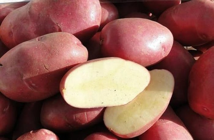 Peeled, washed potatoes, prepared to be cut into thin shoestring strands.