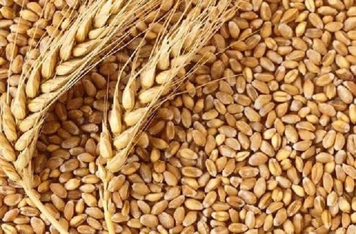 Raw wheat grains, cleaned and sorted before toasting