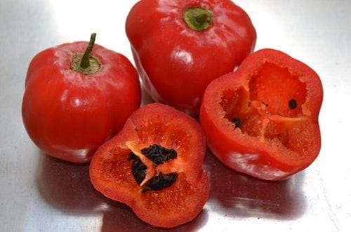 Rocoto peppers, one of the chilies used to build the heat in the sauce.