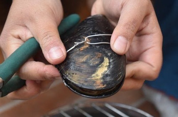 Sealing and twisting wire around the mussel shell with pliers, the alicate technique.