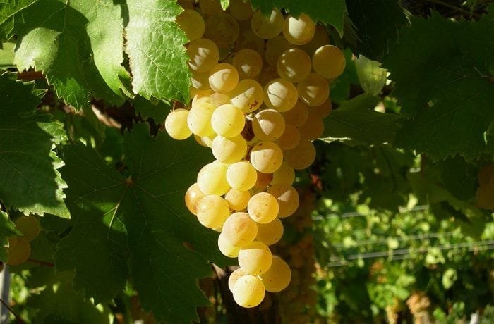 Ripe white Italia grapes ready to press