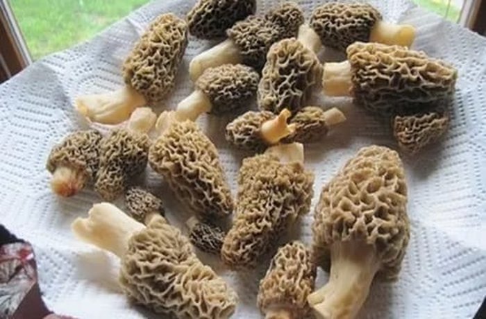 Chilean morels, used in wild mushroom risotto