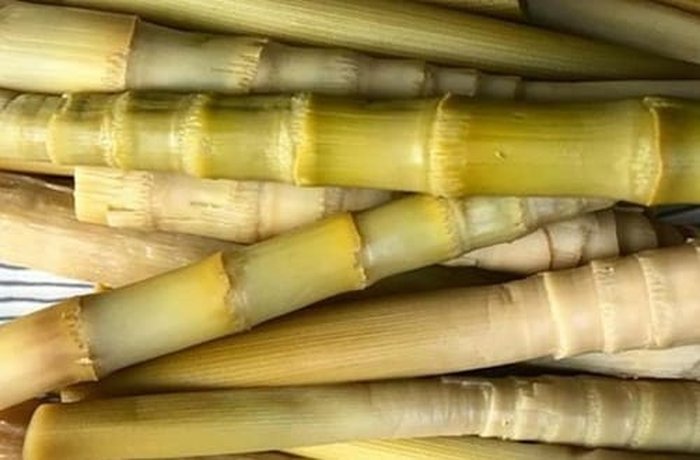 Fresh coligüe bamboo shoots from southern Chile