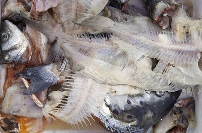 Fresh fish bones and heads for fumet