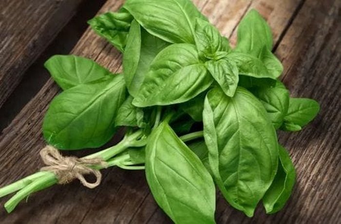 Fresh basil leaves for homemade pesto