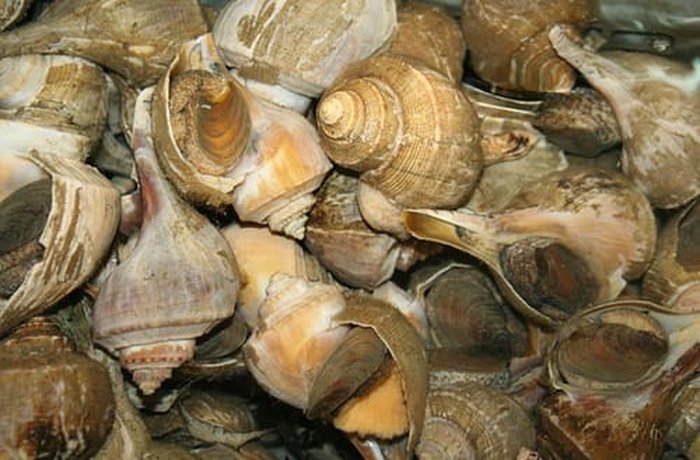 Fresh Chilean black sea snails in their shells