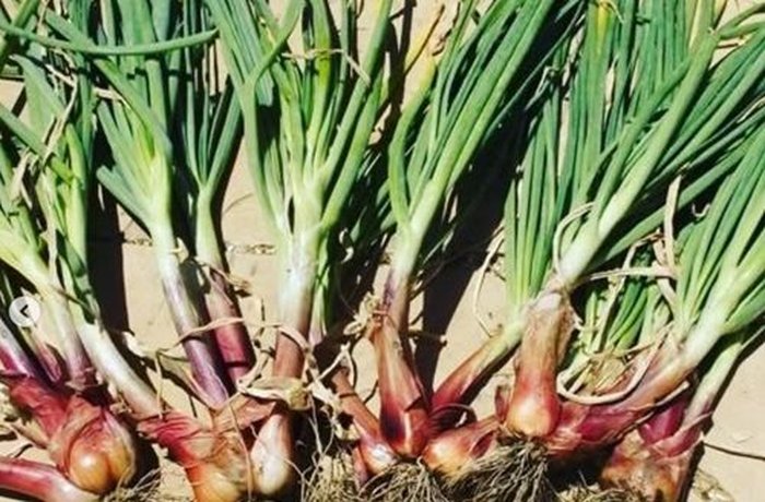 Freshly harvested shallots for Chilean pebre de chalota