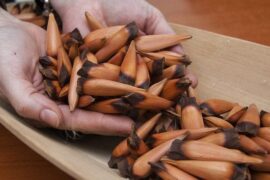 Mapuche pine nut muday drink