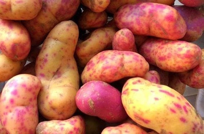 Olluco, a colorful Andean tuber