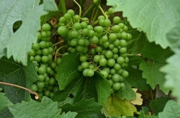 Unripe green grapes on the vine, used to make Chilean agraz
