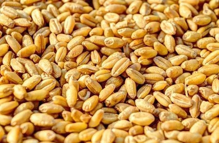 Wheat berries for Mapuche wheat muday